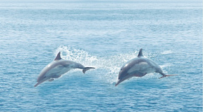 Dec Ocean Декор КВС16Ocean 25х45