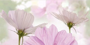 Утро Декор 10-05-85-168-1 25х50 (панно 1ч)